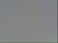 Hypsibius dujardini image