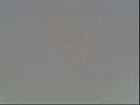 Hypsibius dujardini image