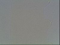 Hypsibius dujardini image