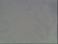 Hypsibius dujardini image