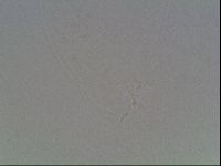 Hypsibius dujardini image