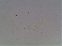 Hypsibius dujardini image