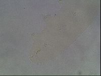 Hypsibius dujardini image