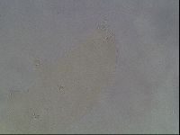 Hypsibius dujardini image