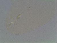 Hypsibius dujardini image