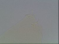 Hypsibius dujardini image