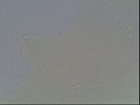 Hypsibius dujardini image
