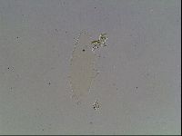 Hypsibius dujardini image