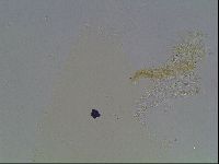 Hypsibius dujardini image