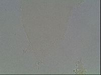 Hypsibius dujardini image