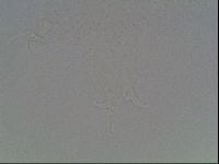 Hypsibius dujardini image