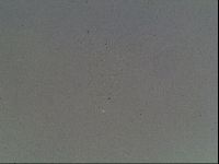 Hypsibius dujardini image