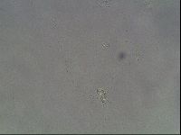 Hypsibius dujardini image