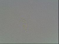 Hypsibius dujardini image