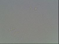 Hypsibius dujardini image