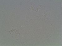 Hypsibius dujardini image