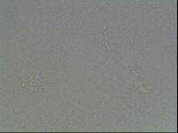 Hypsibius dujardini image
