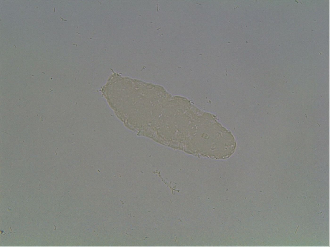 Hypsibius microps image