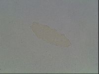 Hypsibius microps image