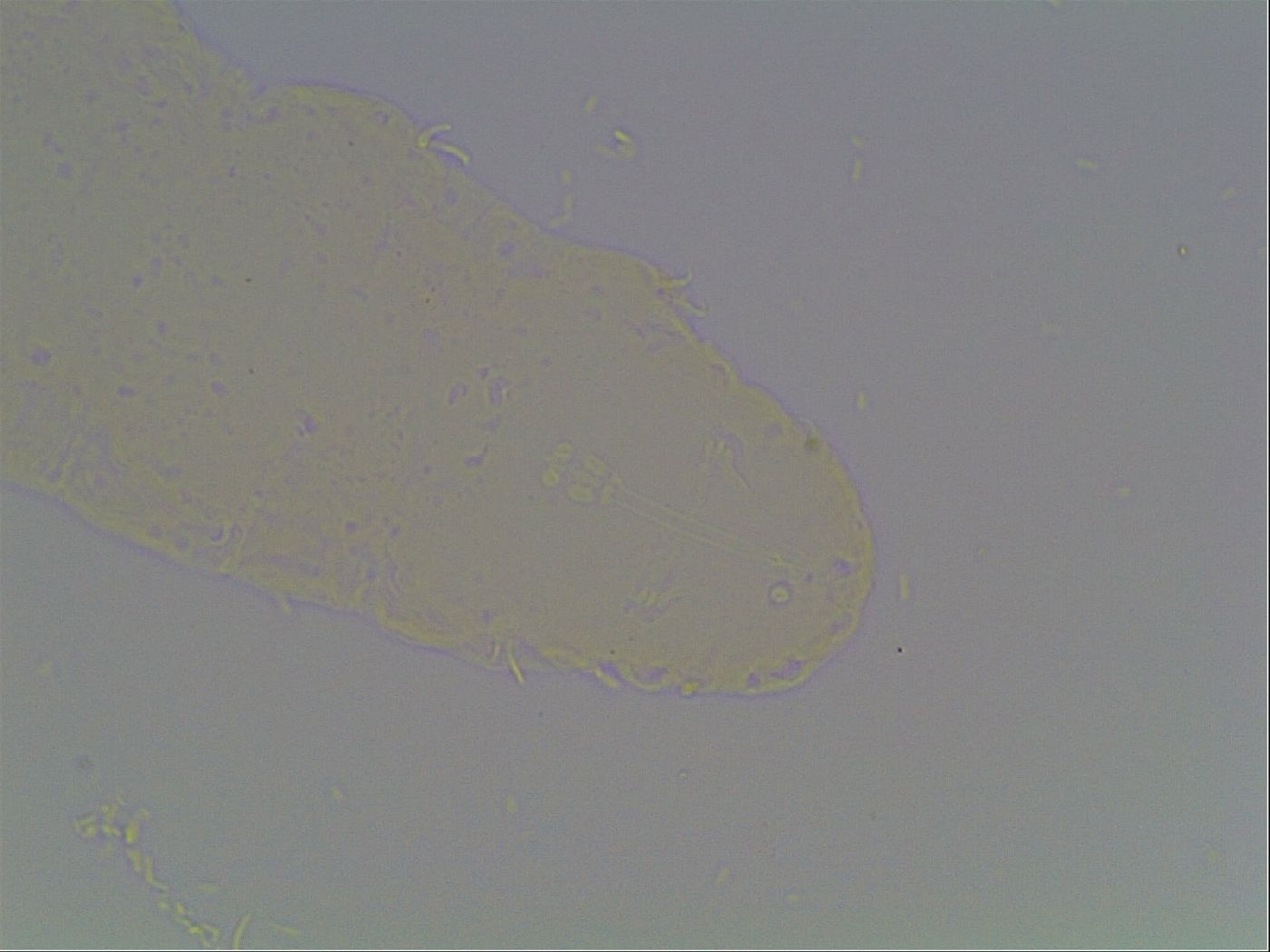 Hypsibius microps image
