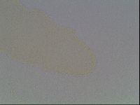 Hypsibius microps image