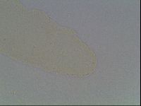 Hypsibius microps image