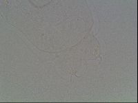Hypsibius convergens image