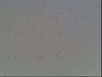 Hypsibius convergens image