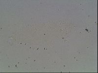 Hypsibius convergens image