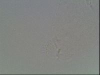 Hypsibius convergens image