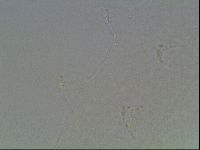 Hypsibius convergens image