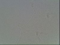 Hypsibius convergens image