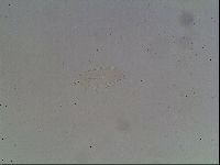Hypsibius convergens image