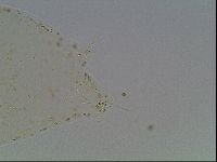 Hypsibius convergens image