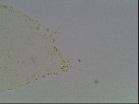 Hypsibius convergens image