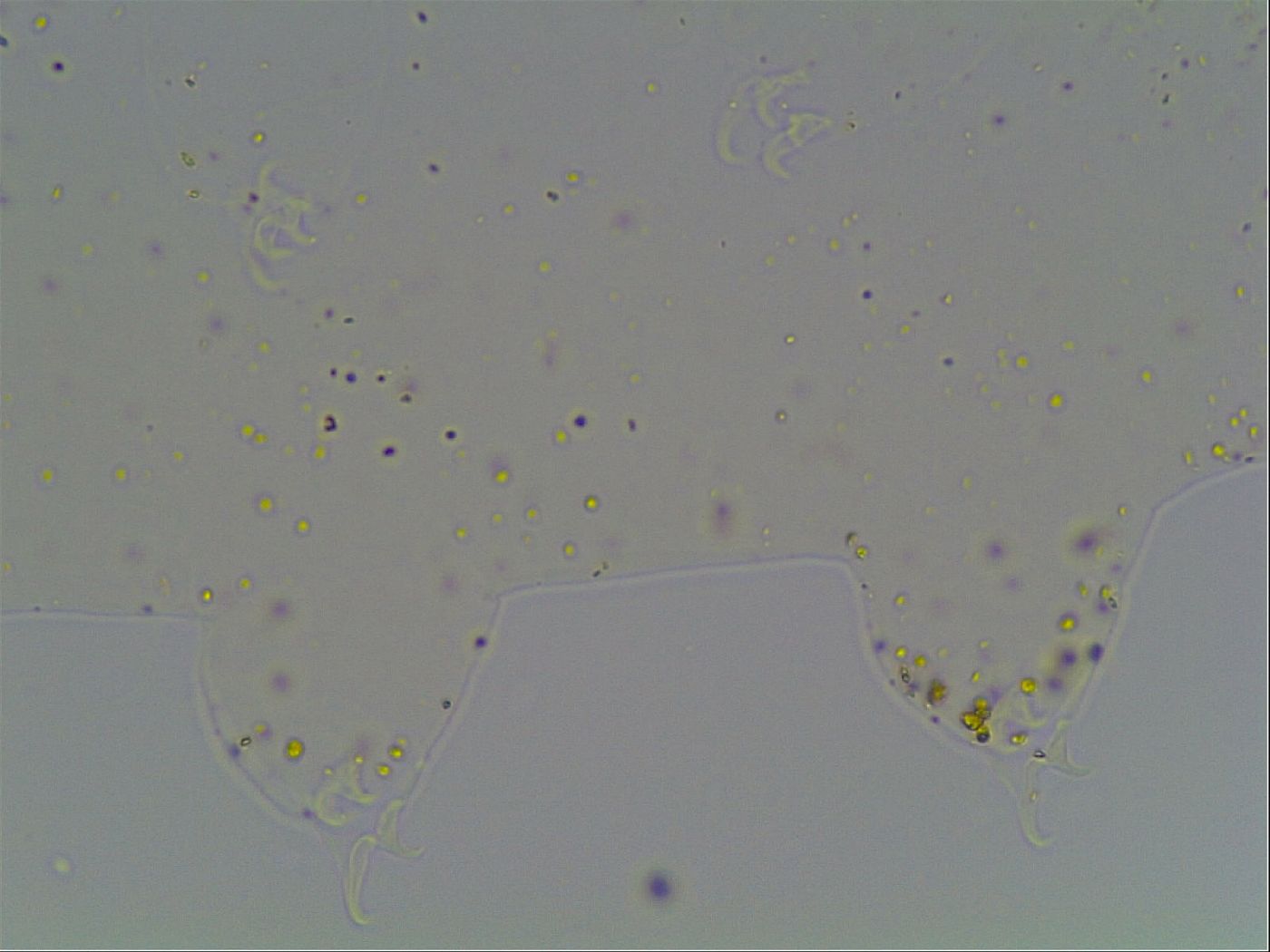Hypsibius convergens image