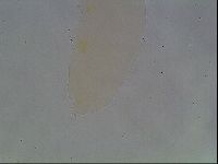 Hypsibius convergens image
