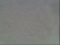 Hypsibius convergens image