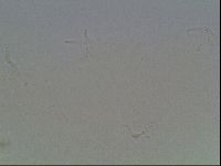 Hypsibius convergens image