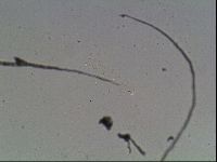 Hypsibius convergens image