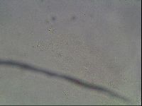 Hypsibius convergens image