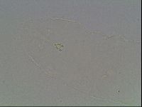 Hypsibius convergens image