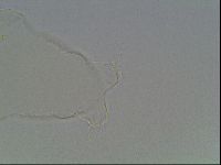 Hypsibius convergens image