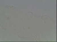Hypsibius convergens image