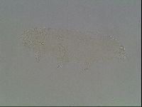 Hypsibius convergens image