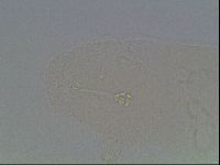 Hypsibius convergens image