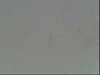 Hypsibius convergens image