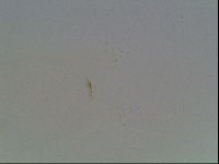 Hypsibius convergens image