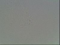Hypsibius convergens image