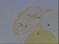 Hypsibius convergens image